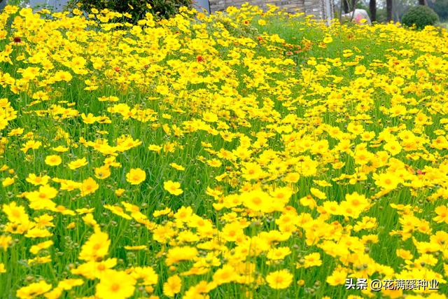 秋季播种金鸡菊，耐寒耐旱多年生，五月就能有花开