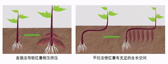 红薯巧种植，小薯变大薯！怎么做？老农传授4个技巧，值得收藏