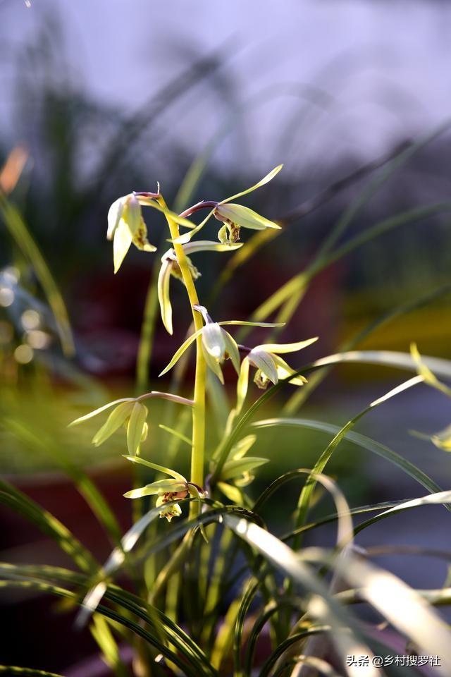 养兰花新手入门，手把手教你如何配制植料