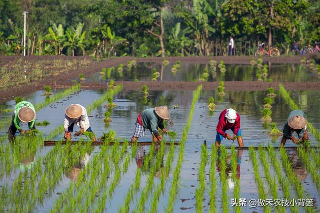 种植水稻巧补锌，苗势壮、分蘖快，既能抗病抗寒又能促进高产