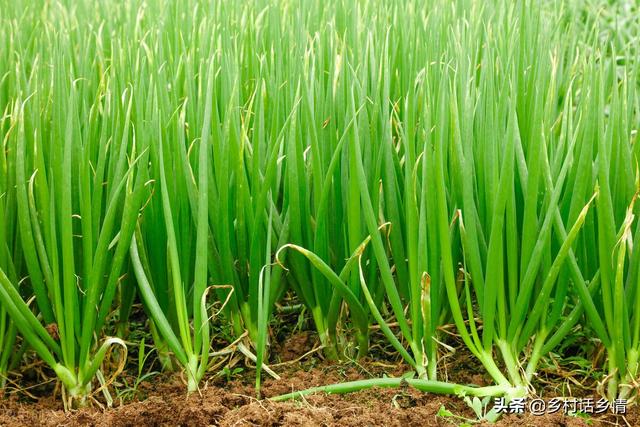 各地蔬菜种植时间表，菜农必备技能，一年四季种啥全知道