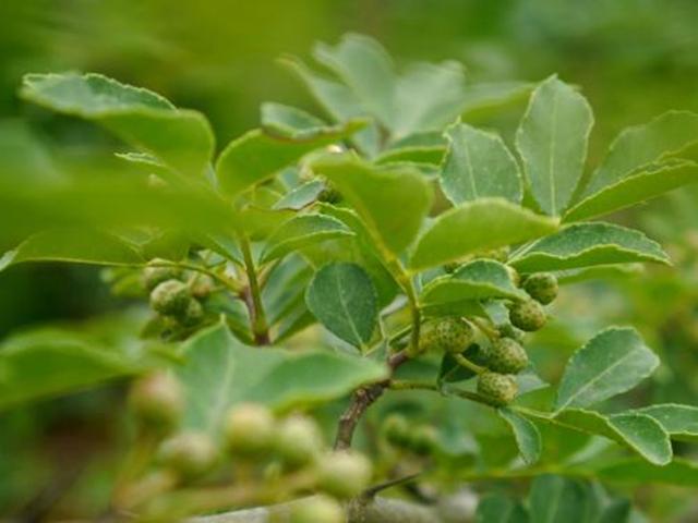 花椒树栽培技术｜大红袍花椒年生长发育习性