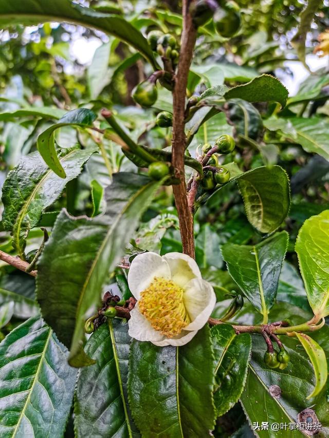 除了爱喝茶之外，你知道茶是怎么种植的吗？