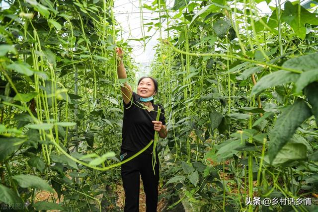 再难种植的蔬菜，只要掌握这五个核心方法，你就是种菜小达人