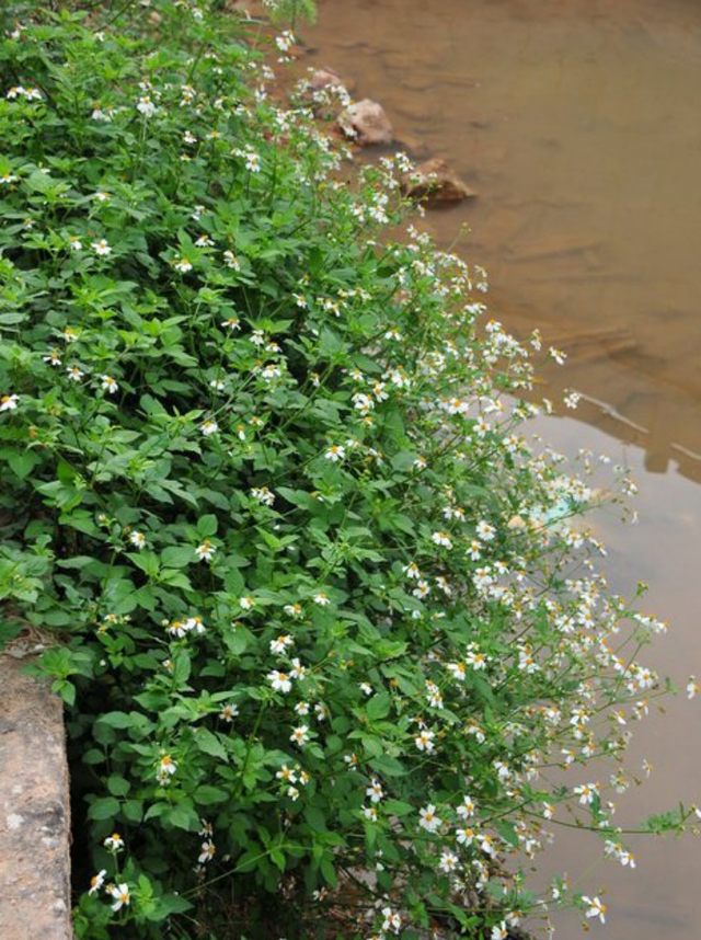 一花开，百花落——入侵植物白花鬼针草