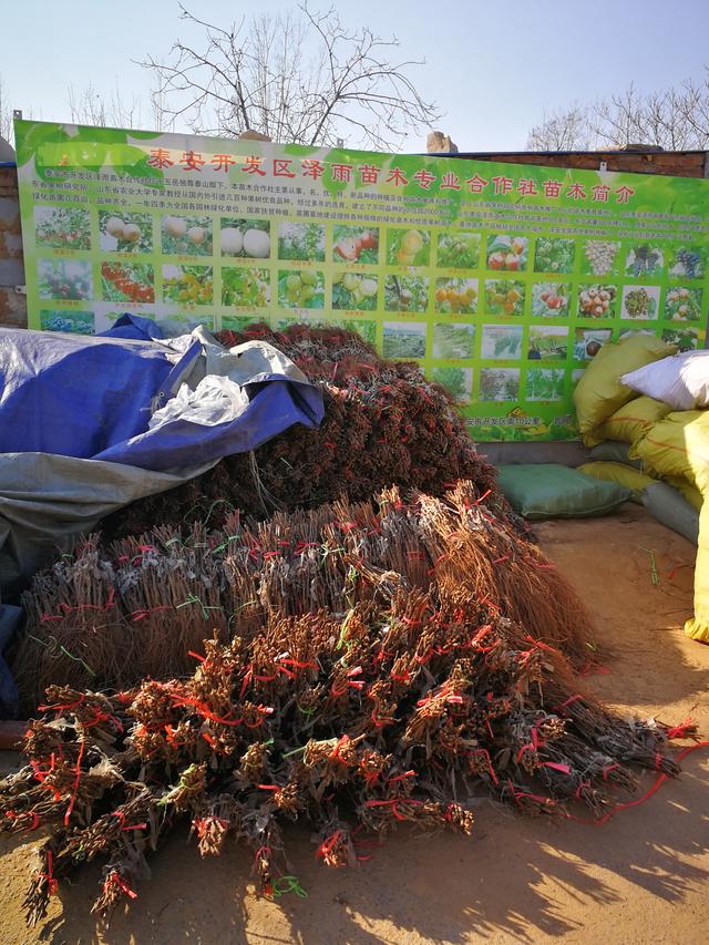 详细介绍中国红玫瑰葡萄苗 栽植中国红玫瑰葡萄苗栽植技术