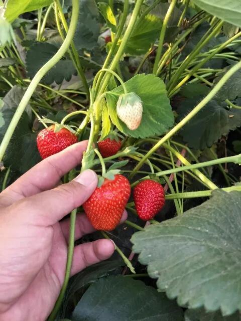 更适合南方露天栽植草莓品种，甜查理草莓苗早熟产量高