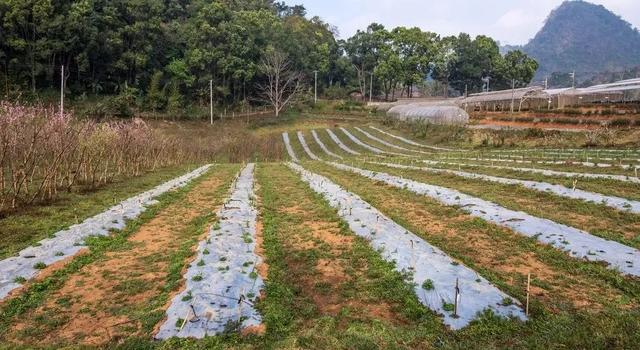 盘点中国十大蔬菜基地 从工业化到“菜篮子”的500公里