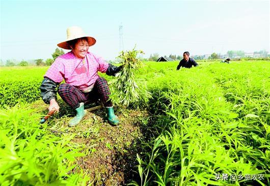 ​藜蒿规范化栽培技术，不论是哪个步骤，都需要大家多加注意