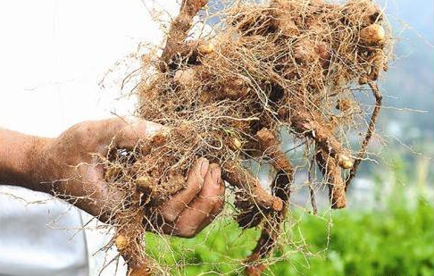 田地种植一种野味，农民称它“药用黄金”，一斤卖20元