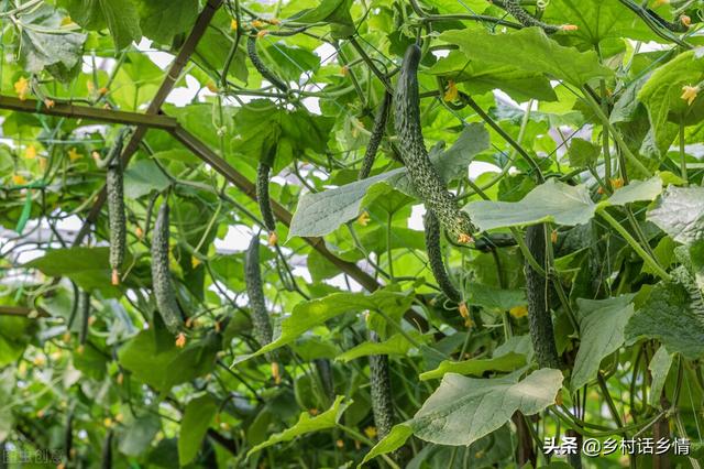 种植蔬菜试试这几个方法，生根促长又增产，防虫防病还环保