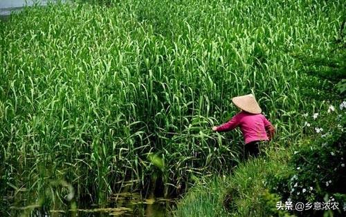 ​藜蒿规范化栽培技术，不论是哪个步骤，都需要大家多加注意