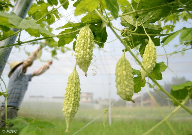 不知道什么时候种苦瓜？这份苦瓜种植时间表收藏好