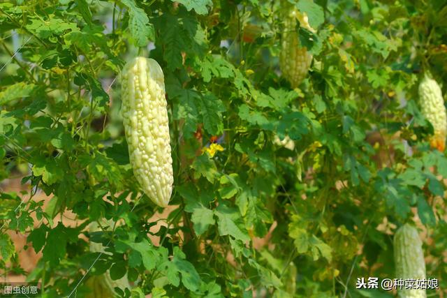 苦瓜种植简单，掌握这些栽培技术，结果多长得好