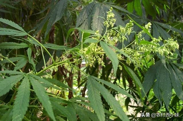 火麻仁怎么种？火麻仁的种植技术