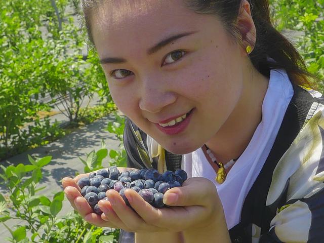 济南市最大蓝莓种植基地 帝沃丰钰生态园开始采摘了