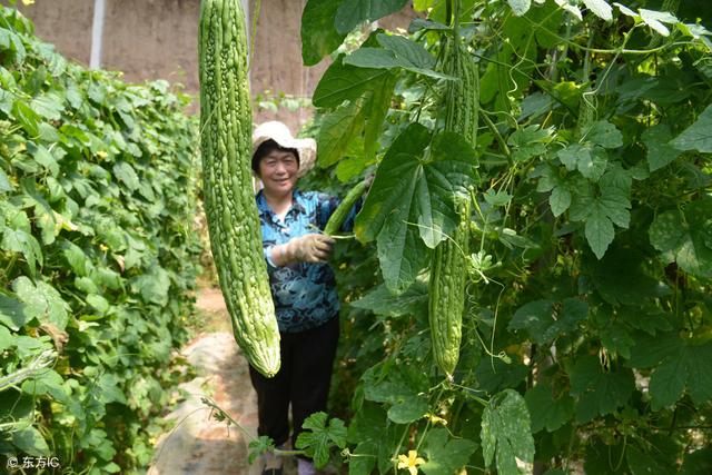 不知道什么时候种苦瓜？这份苦瓜种植时间表收藏好