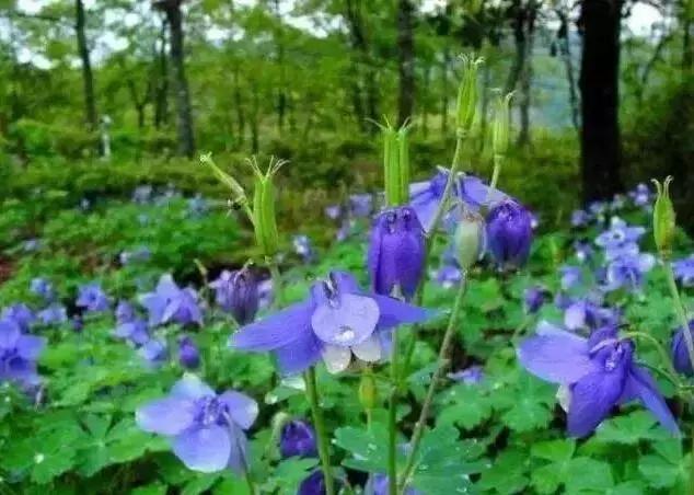 园林景观设计：30多种花境植物配置案例