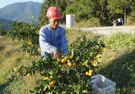 每斤20元 庆元余村的“宫川蜜桔”为啥卖得这么火