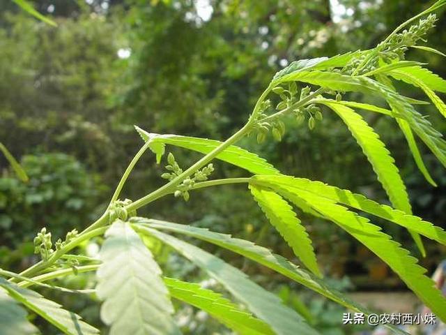 火麻仁怎么种？火麻仁的种植技术