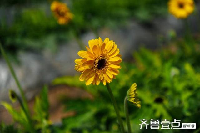 不止有玫瑰花，这里还有济南最大的扶郎花种植基地