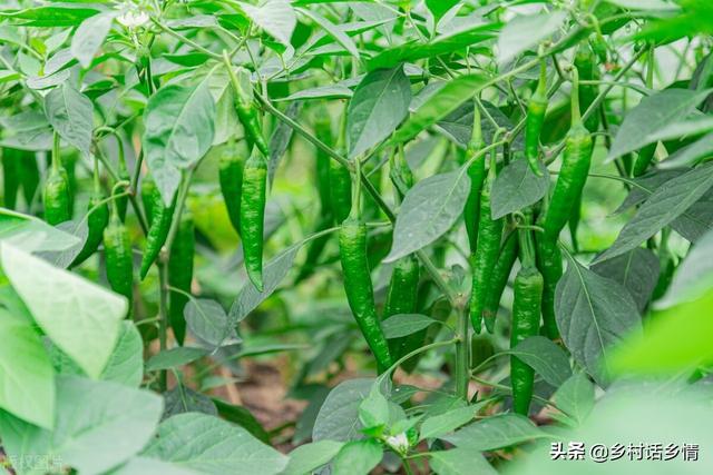 种植蔬菜试试这几个方法，生根促长又增产，防虫防病还环保