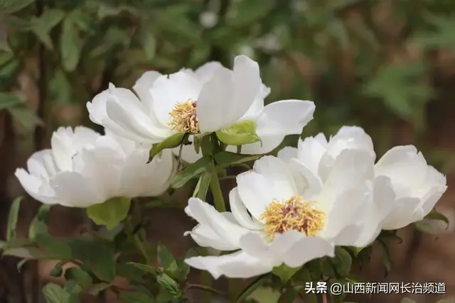 襄垣：洛江沟油用牡丹 富贵花开启致富路