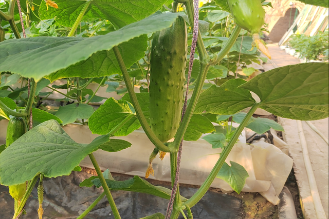 种植水果黄瓜，要想产量和口感都很高，2个管理技术要掌握