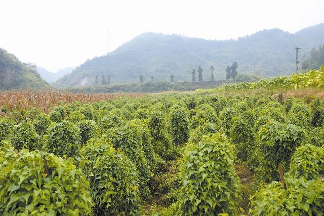 药材种植：黄姜的挖种、选种和栽种技术，以及田间管理