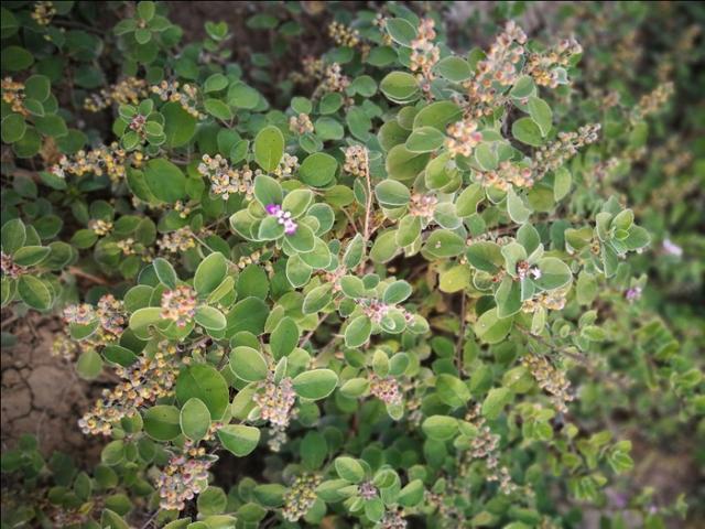 蔓荆子高产栽培与化学除草新技术