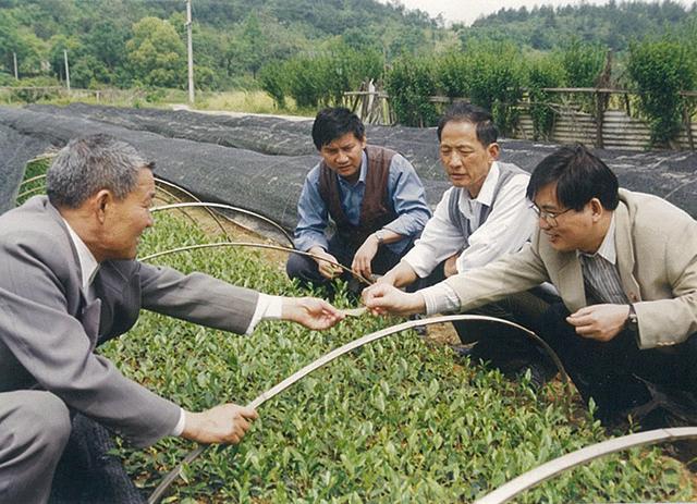 小编走基层︱一株白茶变成十万亩茶田 三代茶农见证一片叶子的致富路