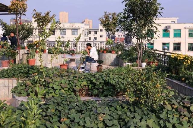 开启阳台种植旅程，全方位掌握最易上手的盆栽播种技术