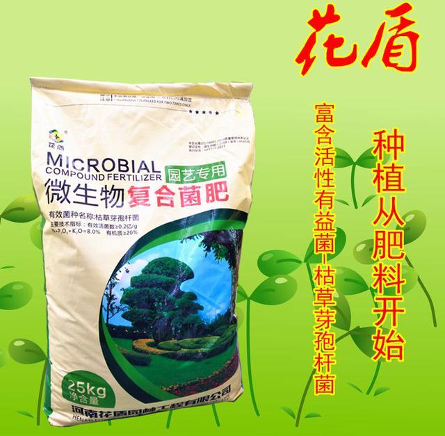 国槐的种植栽培技术