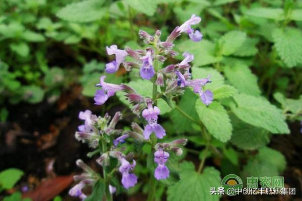 荆芥种植的时间和方法