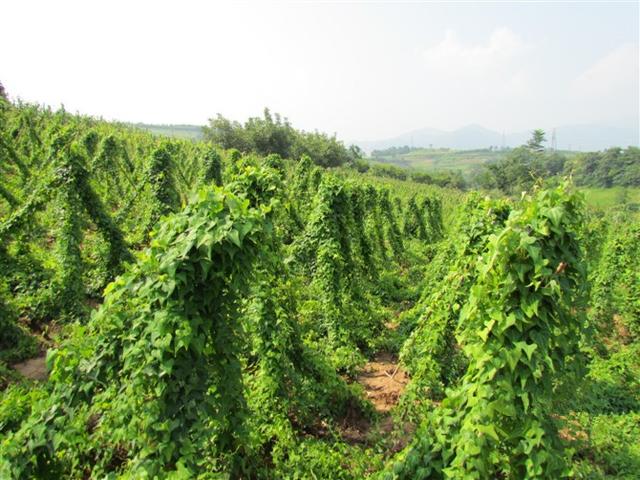 药材种植：黄姜的挖种、选种和栽种技术，以及田间管理