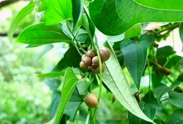 大山上的一种野植草，农家人常挖它煮熟当红薯吃，用处还不少