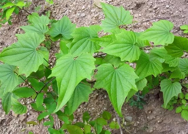 大山上的一种野植草，农家人常挖它煮熟当红薯吃，用处还不少