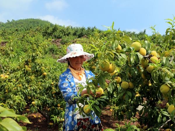 黄桃怎么种 黄桃种植方法与注意事项