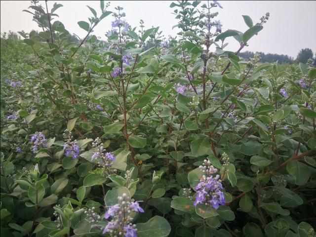 蔓荆子高产栽培与化学除草新技术