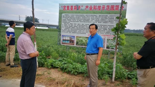 蔓荆子高产栽培与化学除草新技术