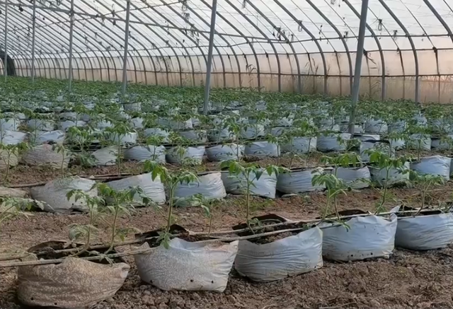 种植袋种瓜果成本低，哪种袋子适用？选对了，省钱又高产