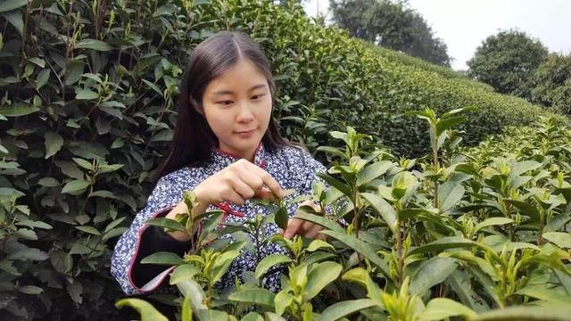 小编走基层︱一株白茶变成十万亩茶田 三代茶农见证一片叶子的致富路