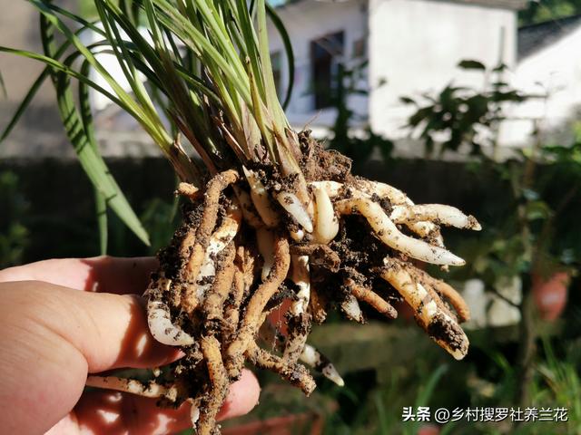 新手兰友不会制兰花植料？不要怕，做好这4条，兰根粗壮不会烂根