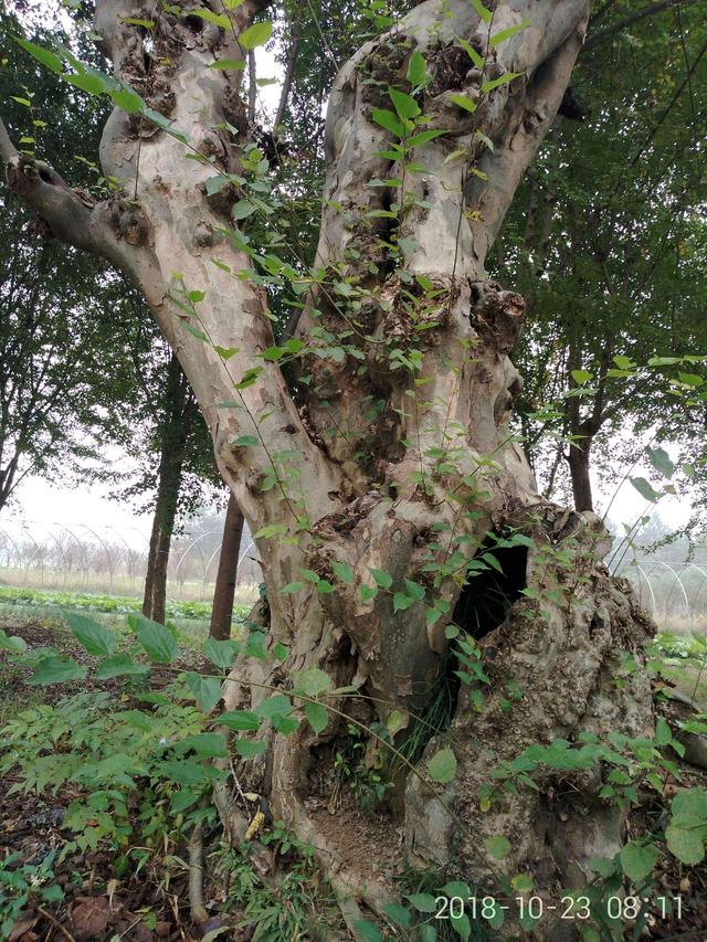 嵩县重点保护植物有哪些？给你介绍15种，图文说明