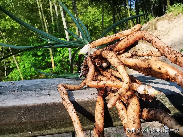 新手兰友不会制兰花植料？不要怕，做好这4条，兰根粗壮不会烂根