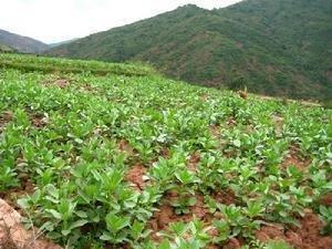 蚕豆栽培，一整个时期，要浇水，后期病害防治