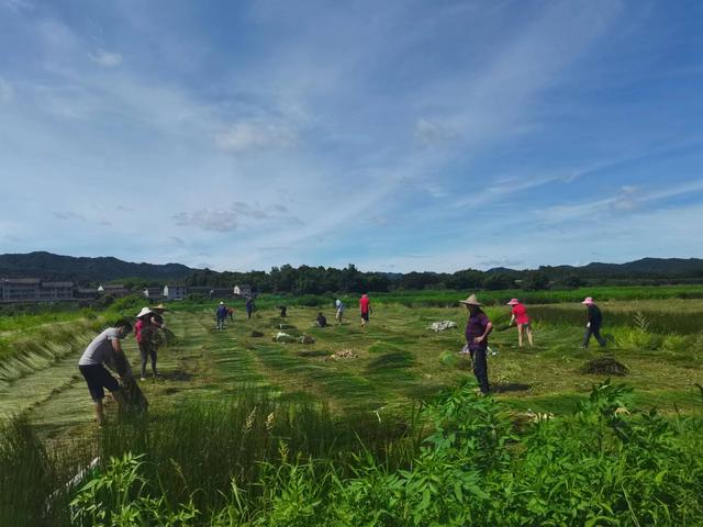 江西抚州：小小一株灯心草，照亮荣山振兴路