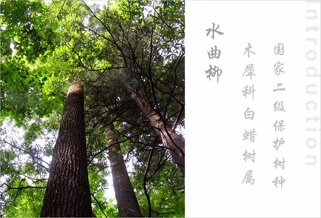 嵩县重点保护植物有哪些？给你介绍15种，图文说明