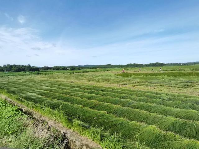 江西抚州：小小一株灯心草，照亮荣山振兴路