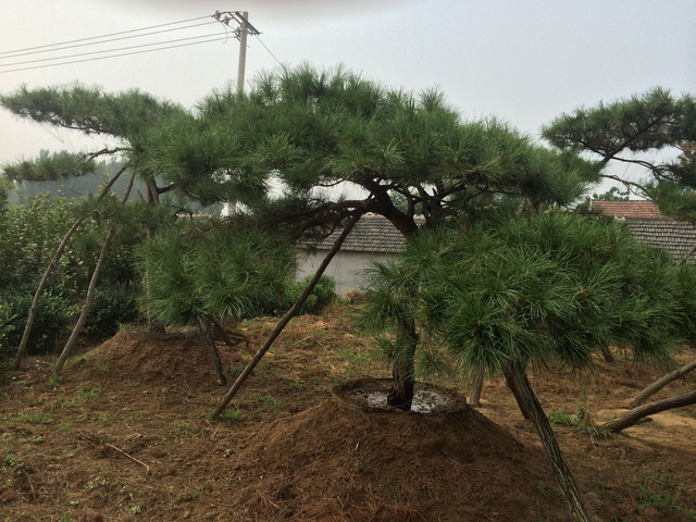 如何栽植油松，这是门学问